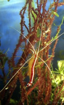 МОРСКОЙ КОНЁК