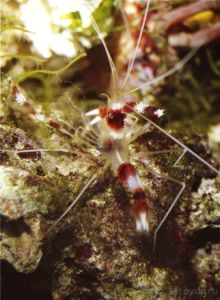 МОРСКОЙ КОНЁК