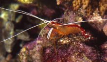 МОРСКОЙ КОНЁК