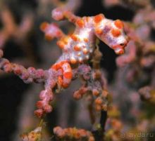 МОРСКОЙ КОНЁК