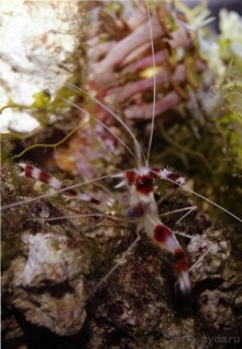 МОРСКОЙ КОНЁК