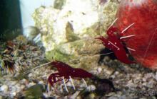 МОРСКОЙ КОНЁК