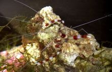 МОРСКОЙ КОНЁК