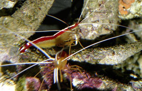 МОРСКОЙ КОНЁК