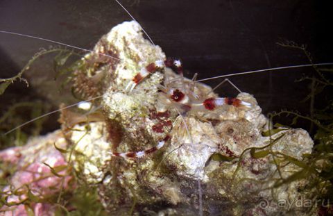 МОРСКОЙ КОНЁК