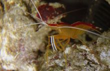 МОРСКОЙ КОНЁК