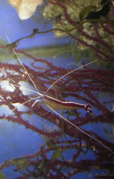 МОРСКОЙ КОНЁК