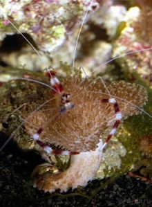 МОРСКОЙ КОНЁК