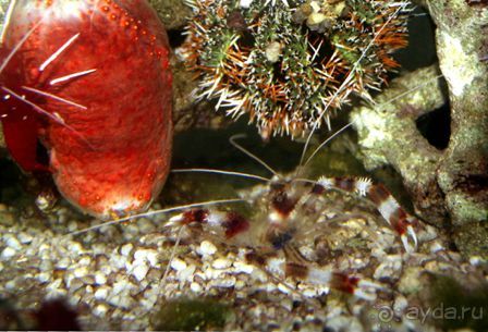 МОРСКОЙ КОНЁК