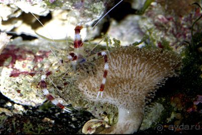 МОРСКОЙ КОНЁК