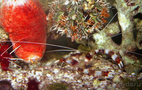 МОРСКОЙ КОНЁК