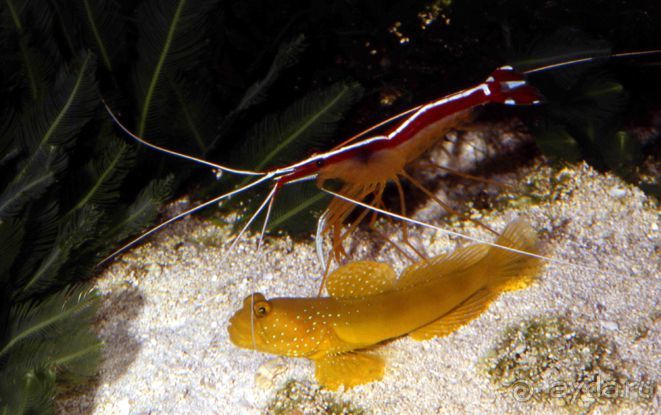 МОРСКОЙ КОНЁК