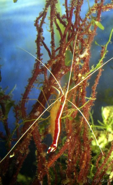 МОРСКОЙ КОНЁК