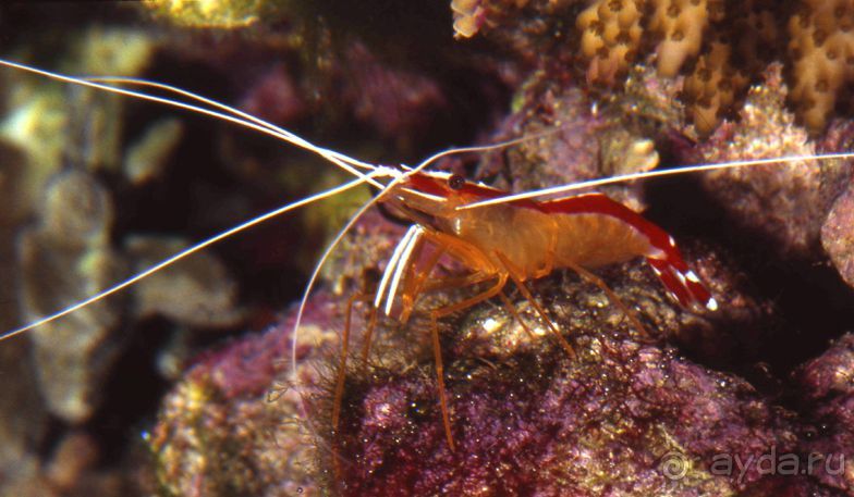 МОРСКОЙ КОНЁК