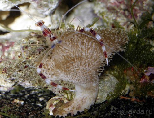 МОРСКОЙ КОНЁК