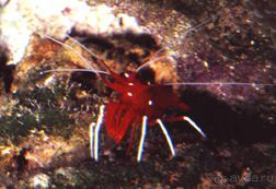 МОРСКОЙ КОНЁК