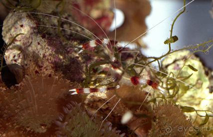 МОРСКОЙ КОНЁК