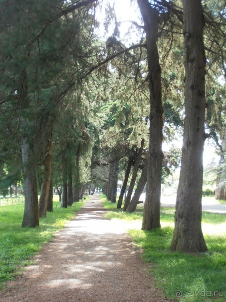 Реликтовые сосны вдоль моря и пляжа, рядом с отелем