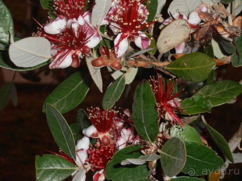 Так цветет фейхоа прямо на территории отеля. Еще есть деревья хурмы, граната, мандаринов. Так здорово!