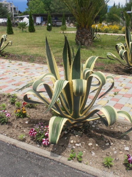 На территории отеля, территория благоустраивается, украшается цветами и растениями.