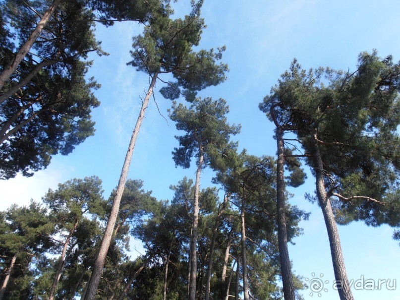 Пицундская сосна, небо и море