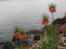 Два в одном флаконе. Экскурсионный тур  Италия-Швейцария