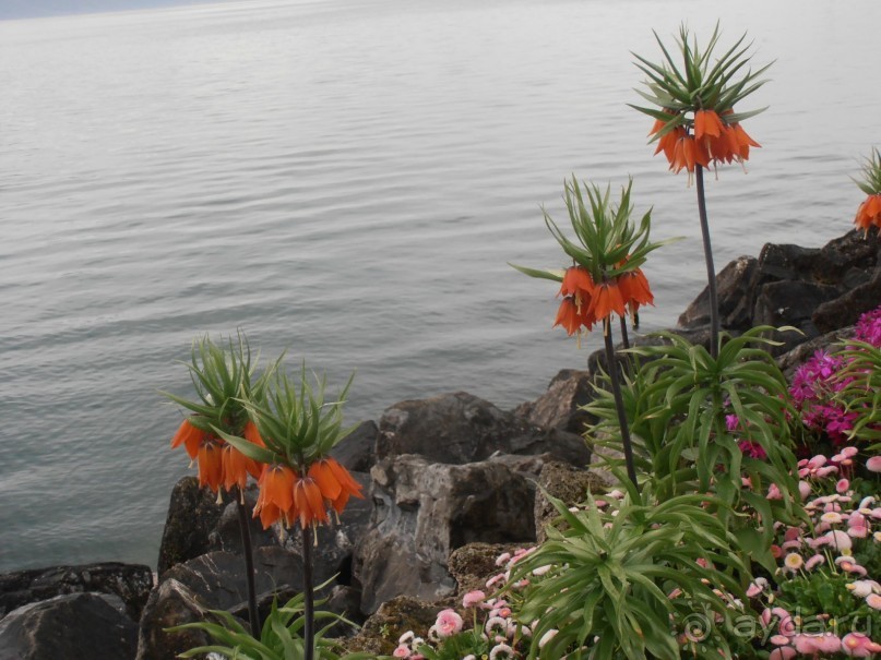 Два в одном флаконе. Экскурсионный тур  Италия-Швейцария