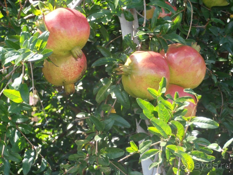 Гранаты. Висят прямо над головой в Будве.