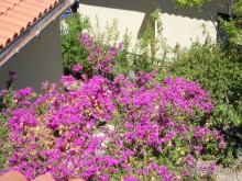 фото Alexander the Great