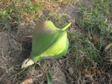 Sugar Marina Art –  артишок в сахаре!