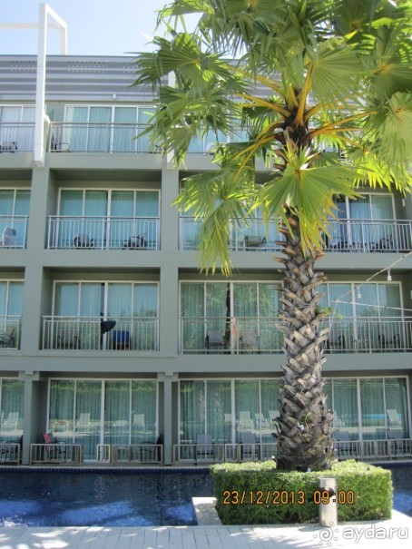 Sugar Marina Art –  артишок в сахаре!