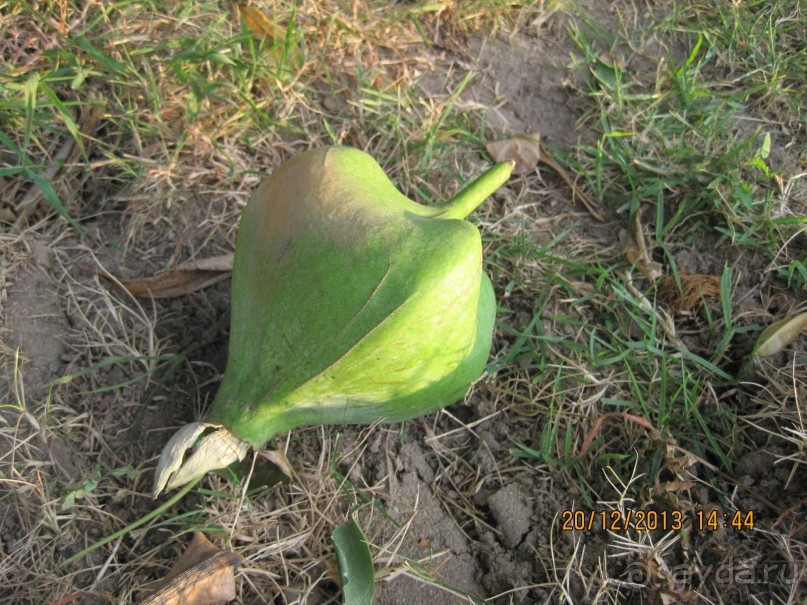 Sugar Marina Art –  артишок в сахаре!