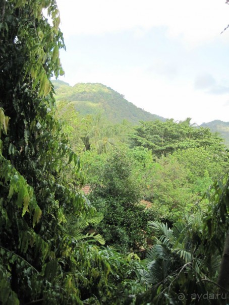 Sugar Marina Art –  артишок в сахаре!