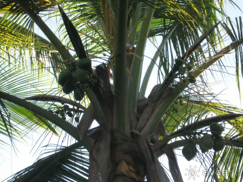 Сладкая как мед Доминикана