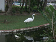 Сладкая как мед Доминикана