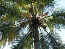 Сладкая как мед Доминикана