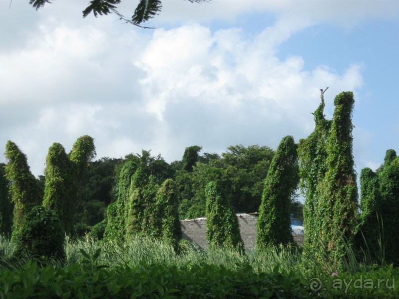 Сладкая как мед Доминикана