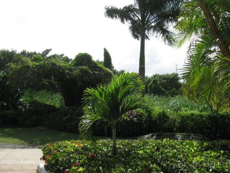 Сладкая как мед Доминикана