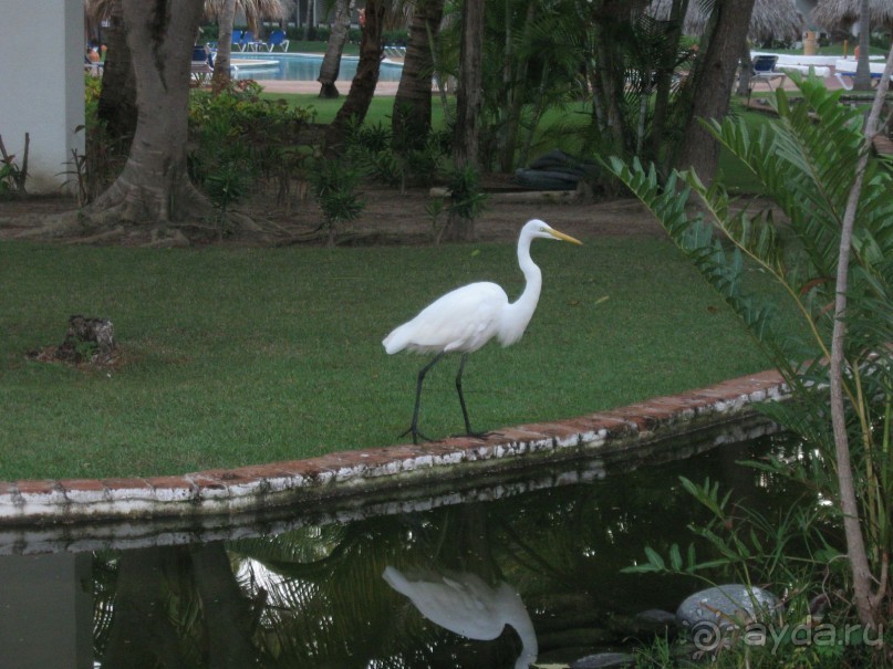 Сладкая как мед Доминикана