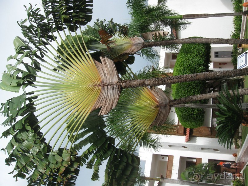 Сладкая как мед Доминикана