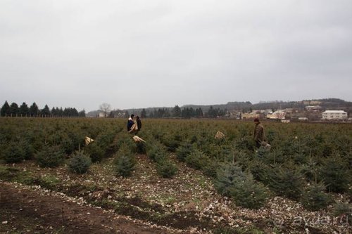 Вышел в степь Донецкую...