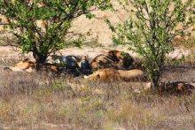 Четвертый месяц лета