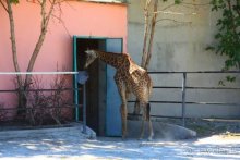 Четвертый месяц лета