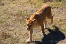 Четвертый месяц лета