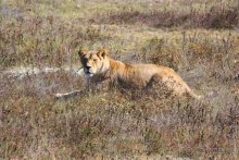 Четвертый месяц лета