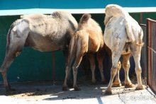 Четвертый месяц лета