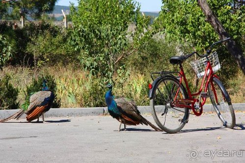 Четвертый месяц лета