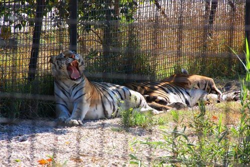 Четвертый месяц лета