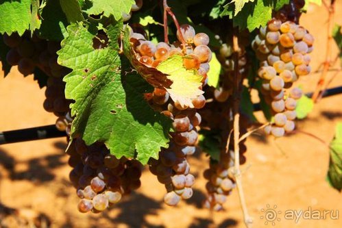 Четвертый месяц лета