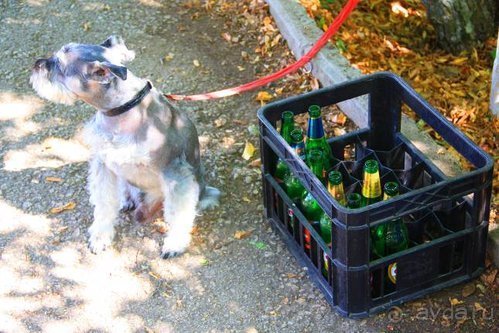 Четвертый месяц лета